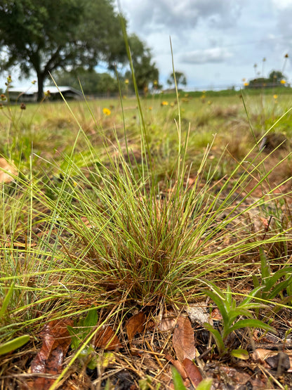 Sporobolus junceus - Pineywoods dropseed