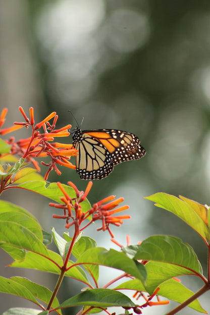 Hamelia patens - Firebush