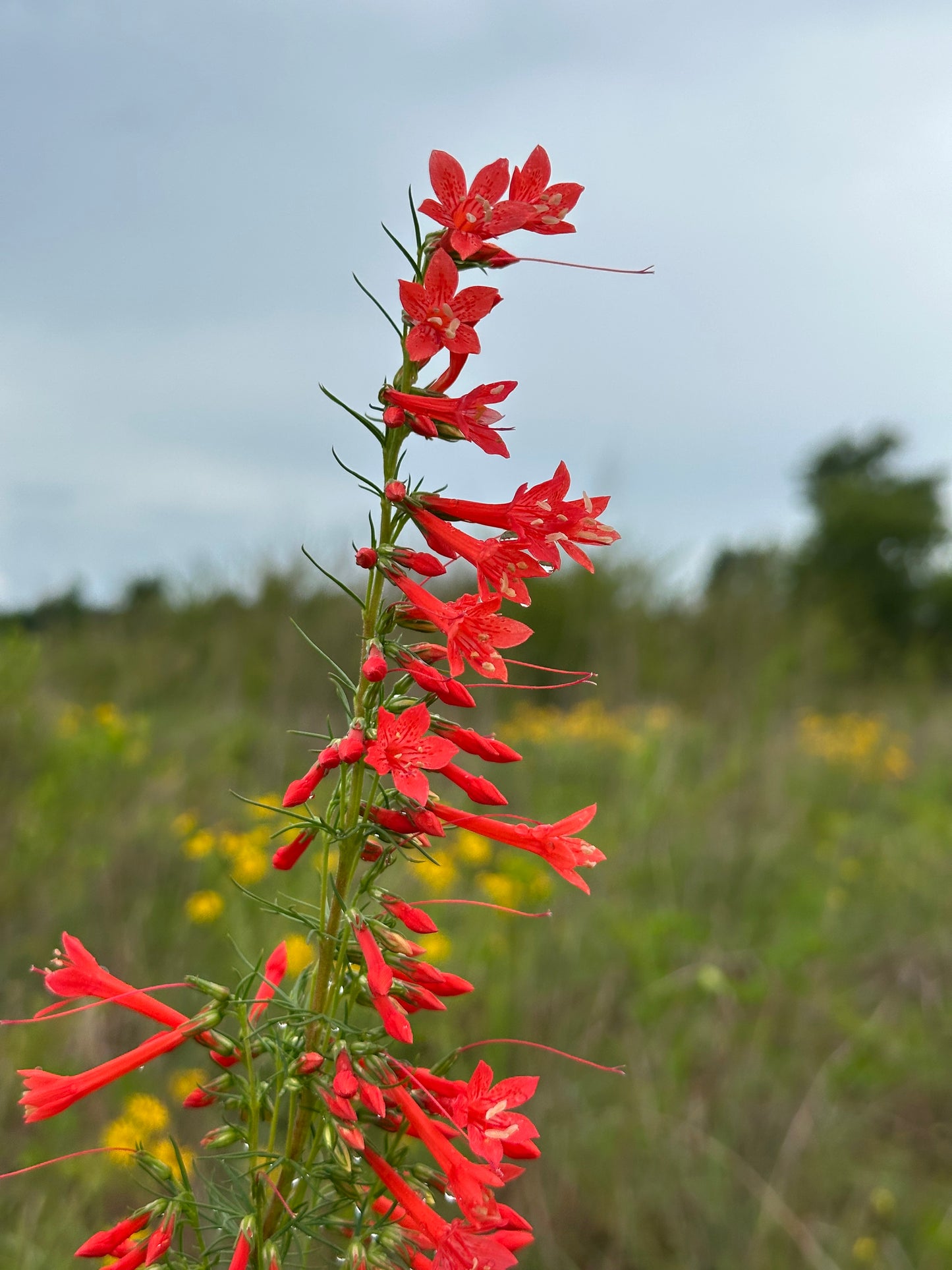 Ipomopsis rubra - Standing Cypress