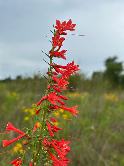Ipomopsis rubra - Standing Cypress