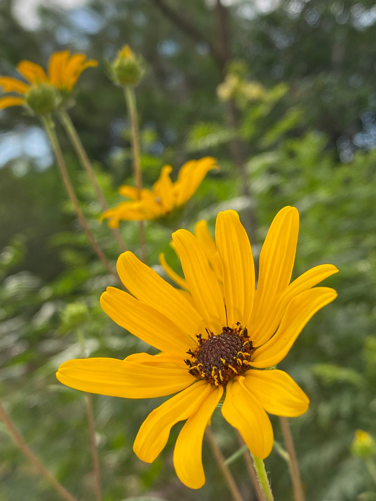 Helianthus angustifolius - Narrowleaf sunflower