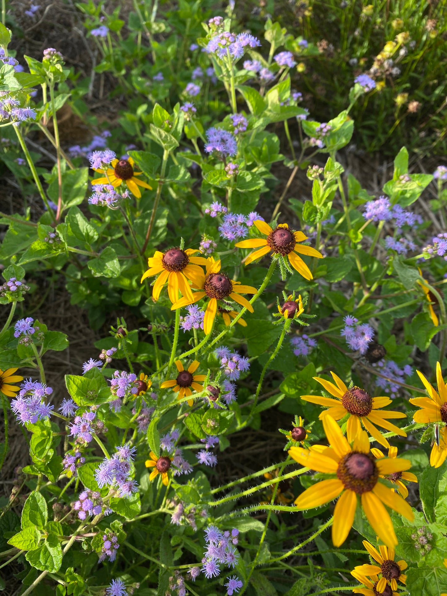 Rudbeckia hirta var. floridana - Black-eyed Susan