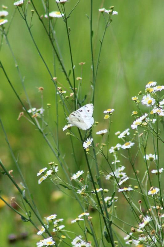 Erigeron strigosus - Prairie Fleabane