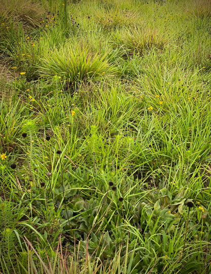 Helianthus radula - Rayless sunflower