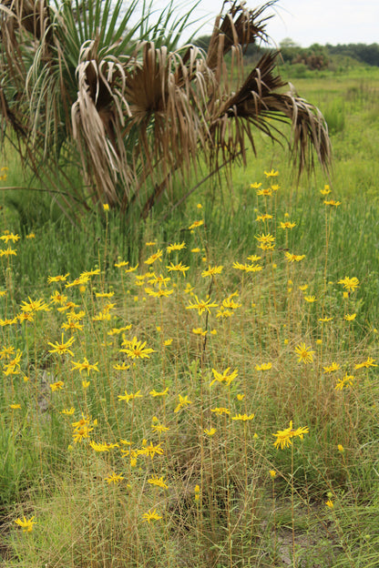 Phoebanthus grandiflorus - Phoebanthus