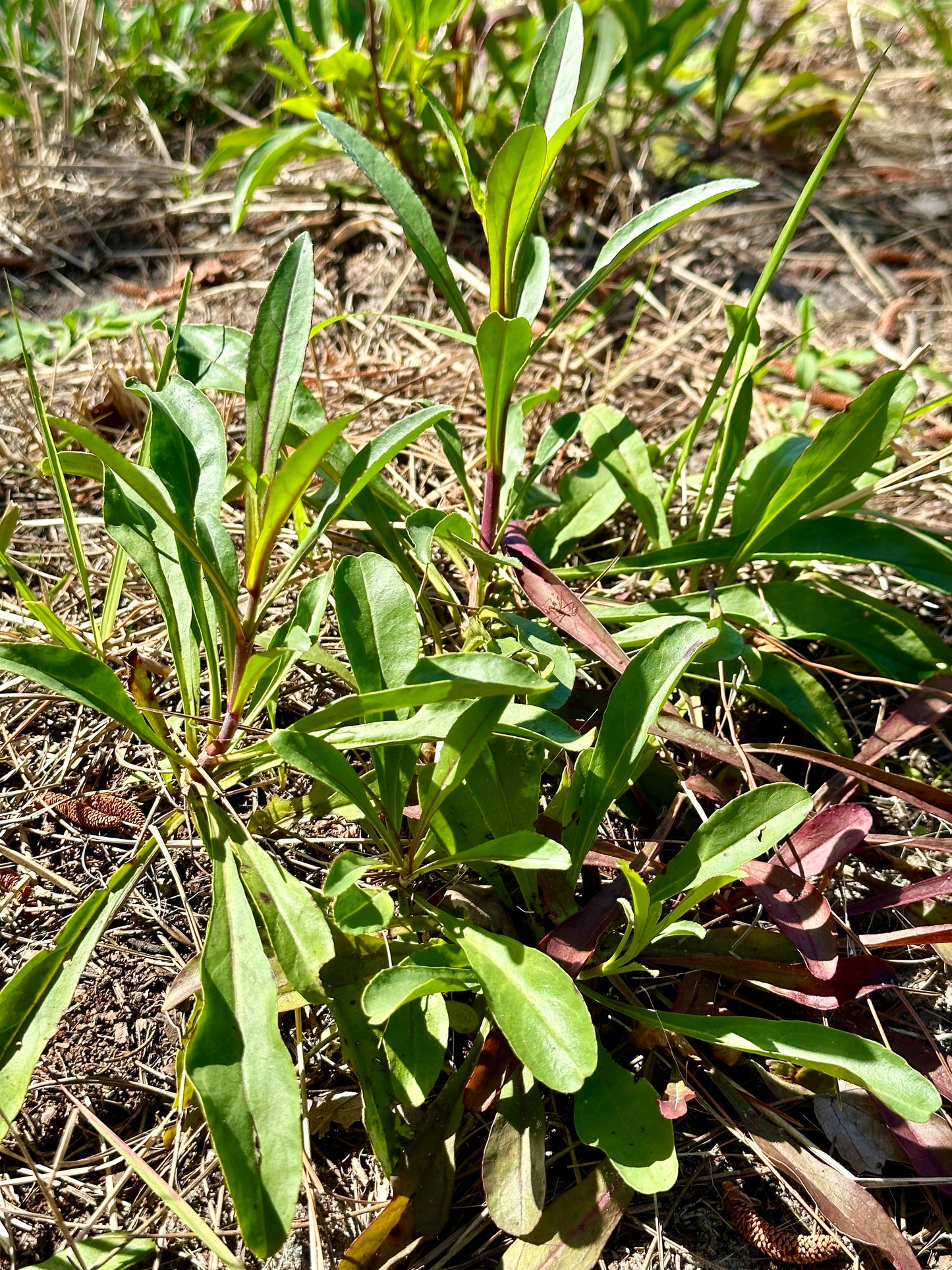 Penstemon multiflorus - Manyflower beardtongue