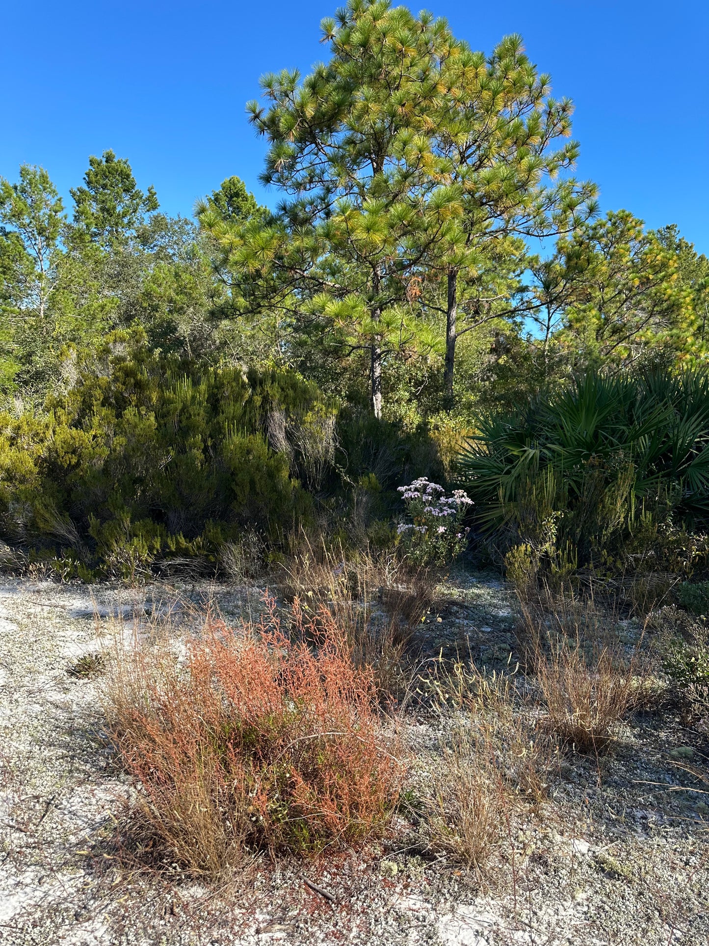 Polygonum nesomii - Sandhill wire-weed