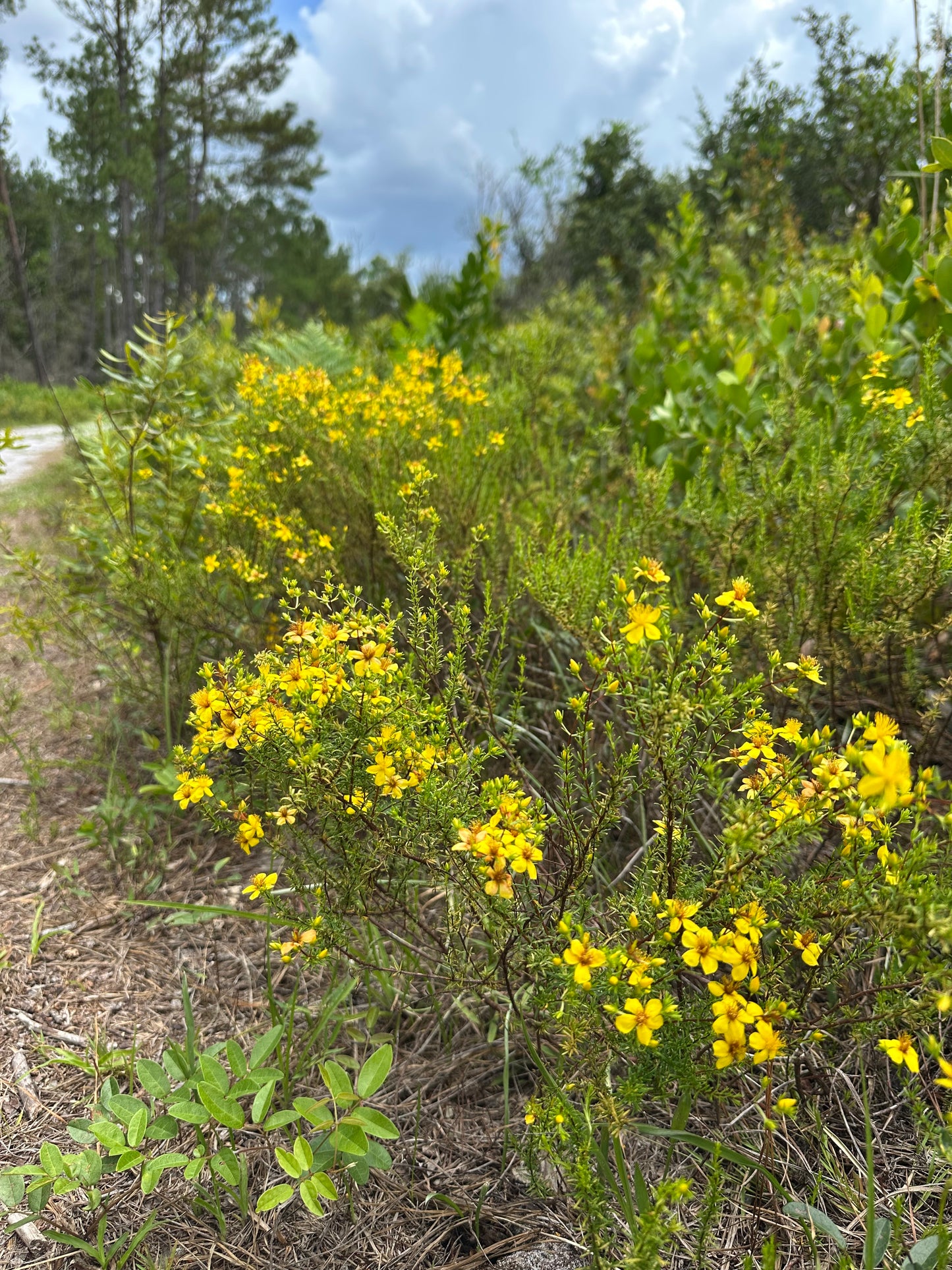 Hypericum tenuifolium - Atlantic St. John’s Wort