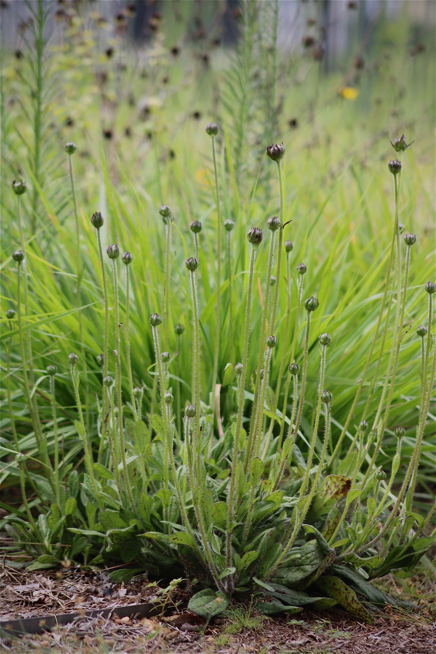 Helianthus radula - Rayless sunflower