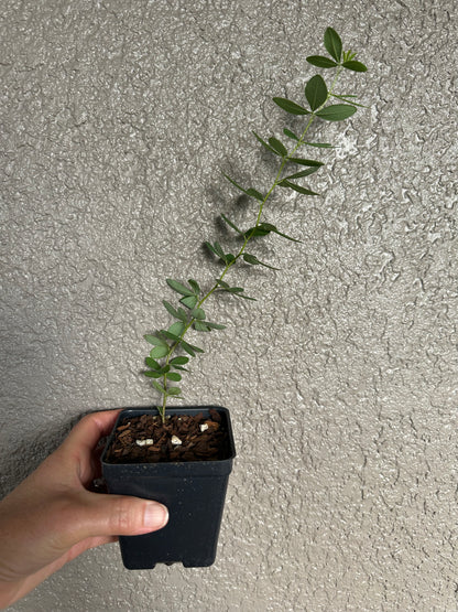 Baptisia alba - White wild indigo