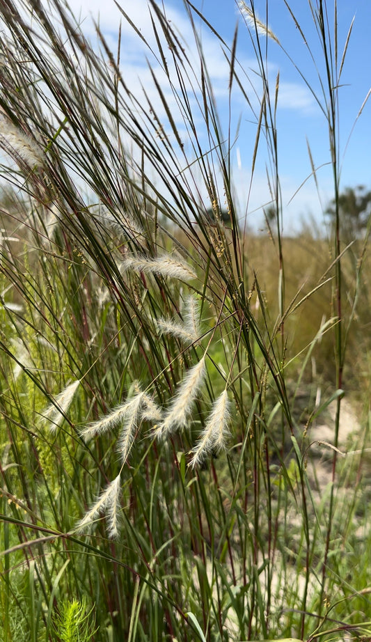 Andropogon ternarius - Splitbeard bluestem