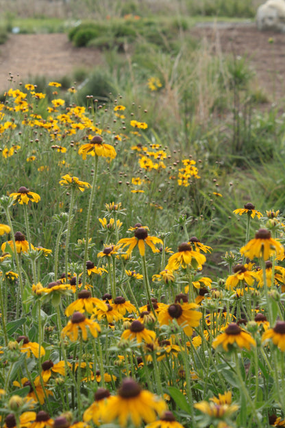 Rudbeckia hirta var. floridana - Black-eyed Susan