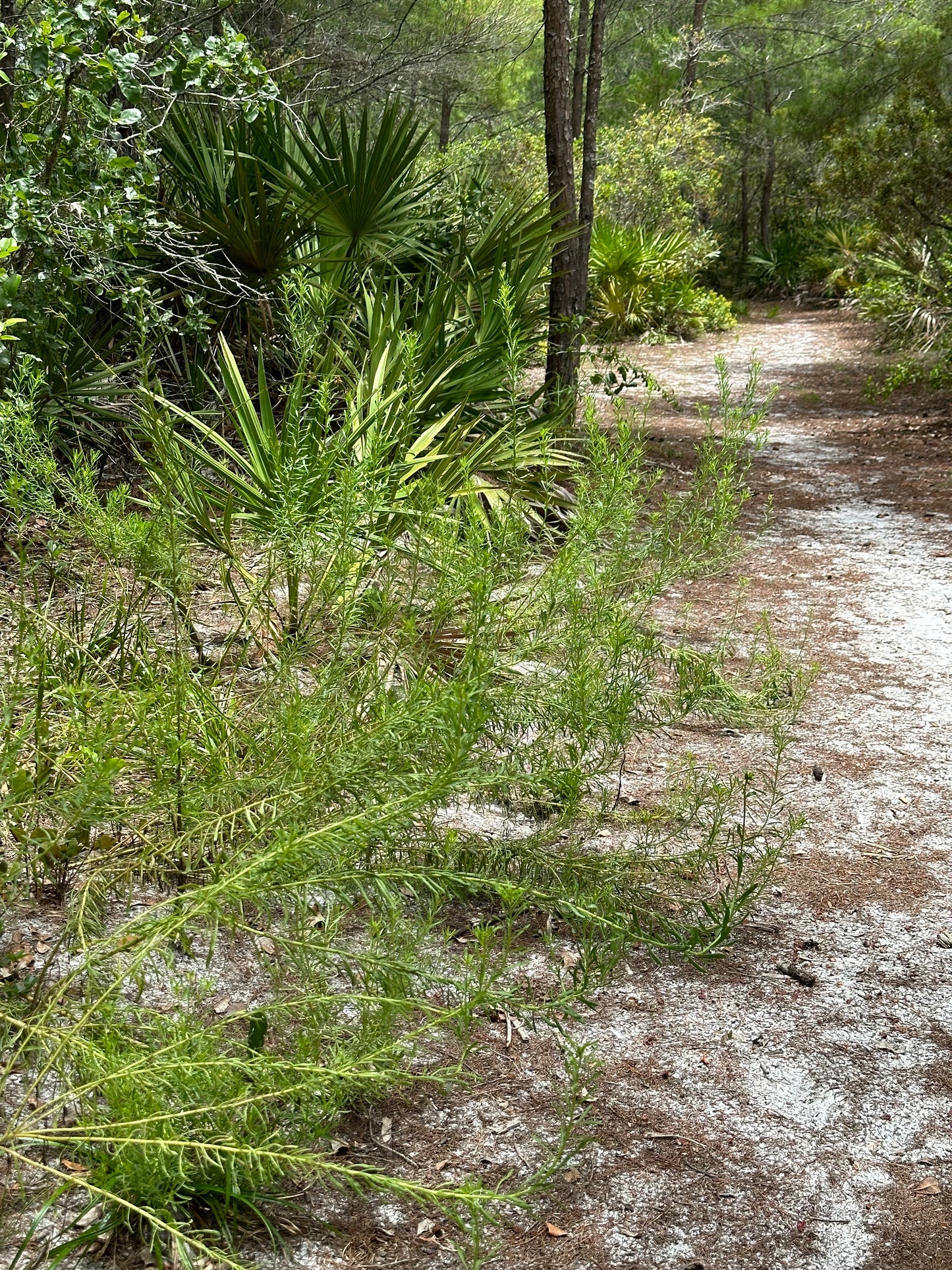 Balduina angustifolia - Coastal plain honeycomb head