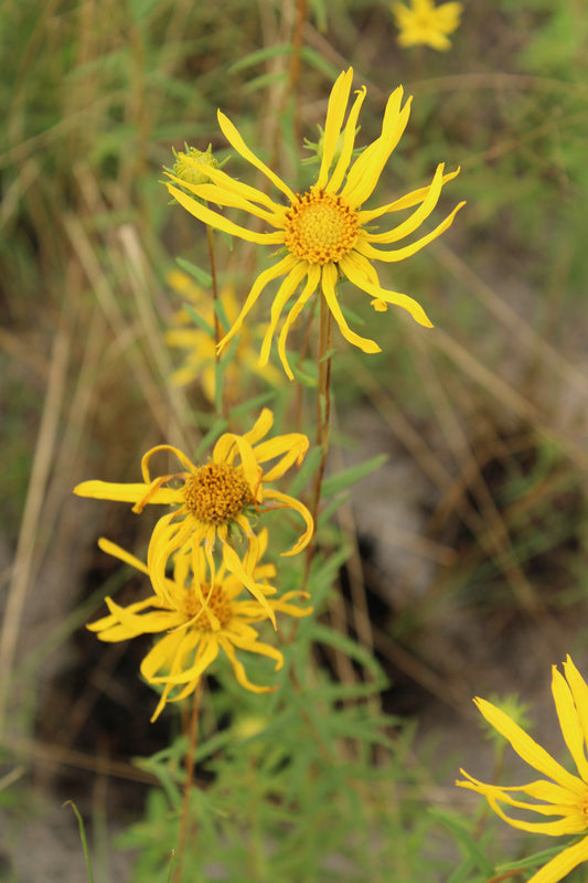 Phoebanthus grandiflorus - Phoebanthus