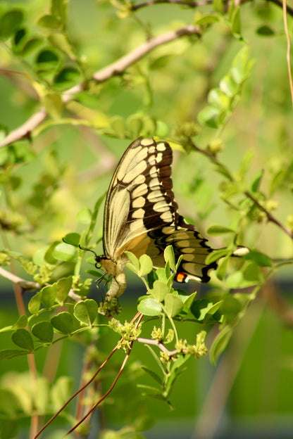 Zanthoxylum fagara - Wild lime