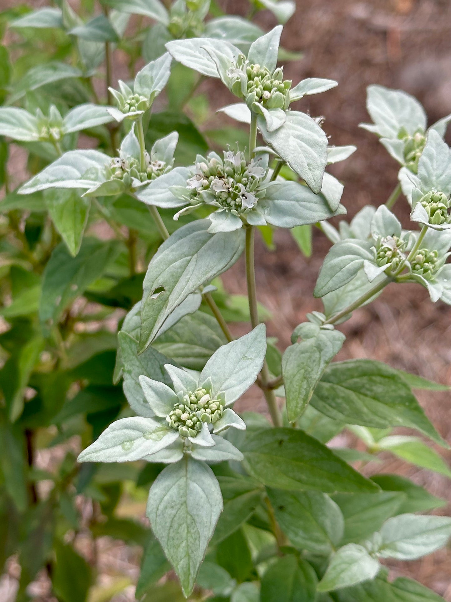 Pycnanthemum floridanum - Florida mountainmint