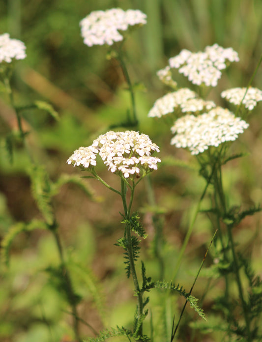 Achillea millefolium - Yarrow