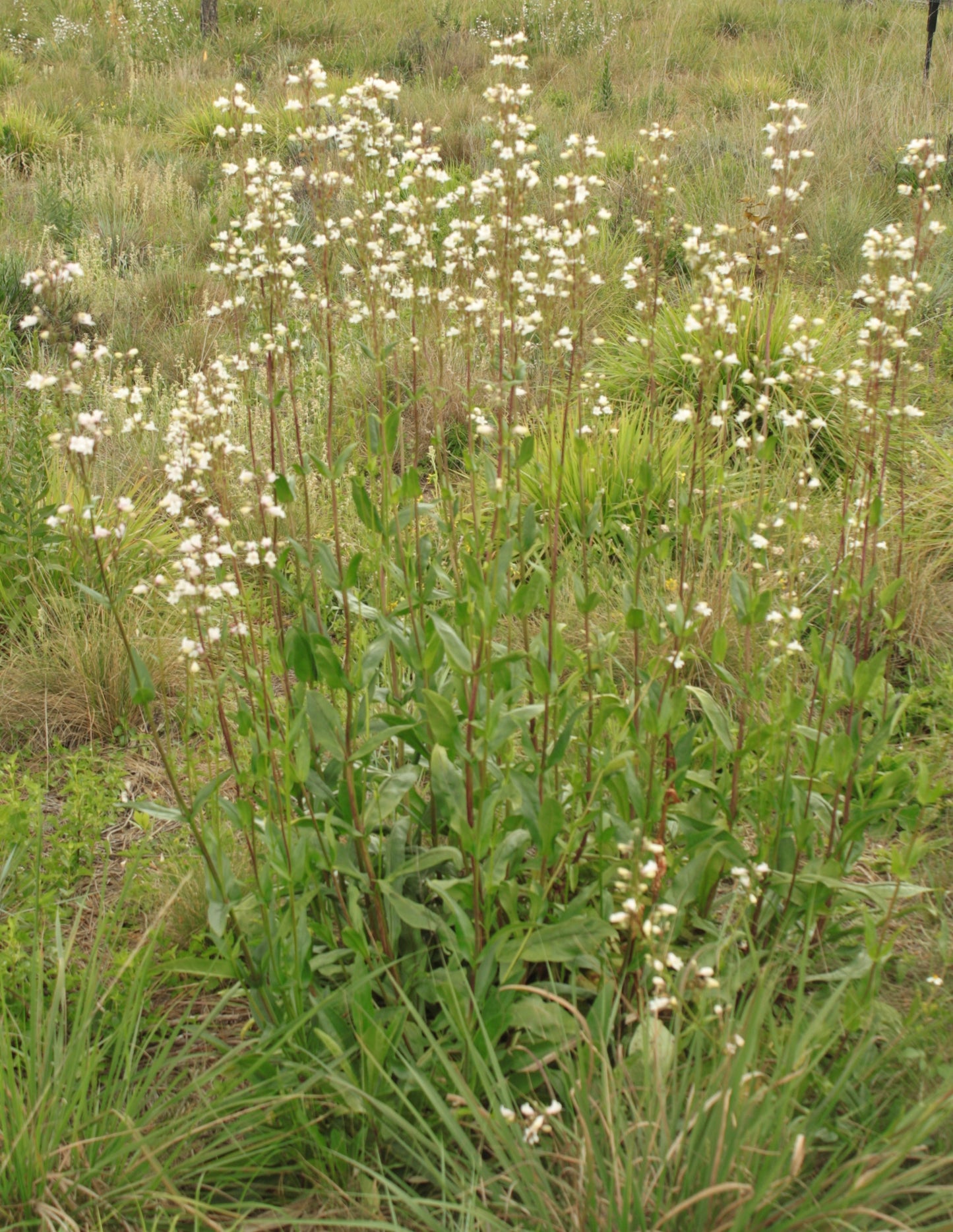 Penstemon multiflorus - Manyflower beardtongue