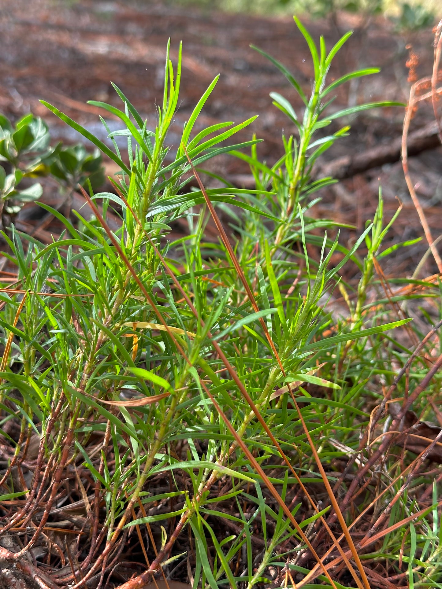 Polygonum nesomii - Sandhill wire-weed