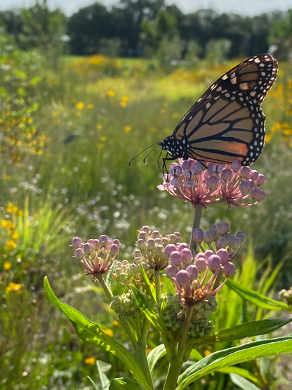 Asclepias incarnata - Pink milkweed