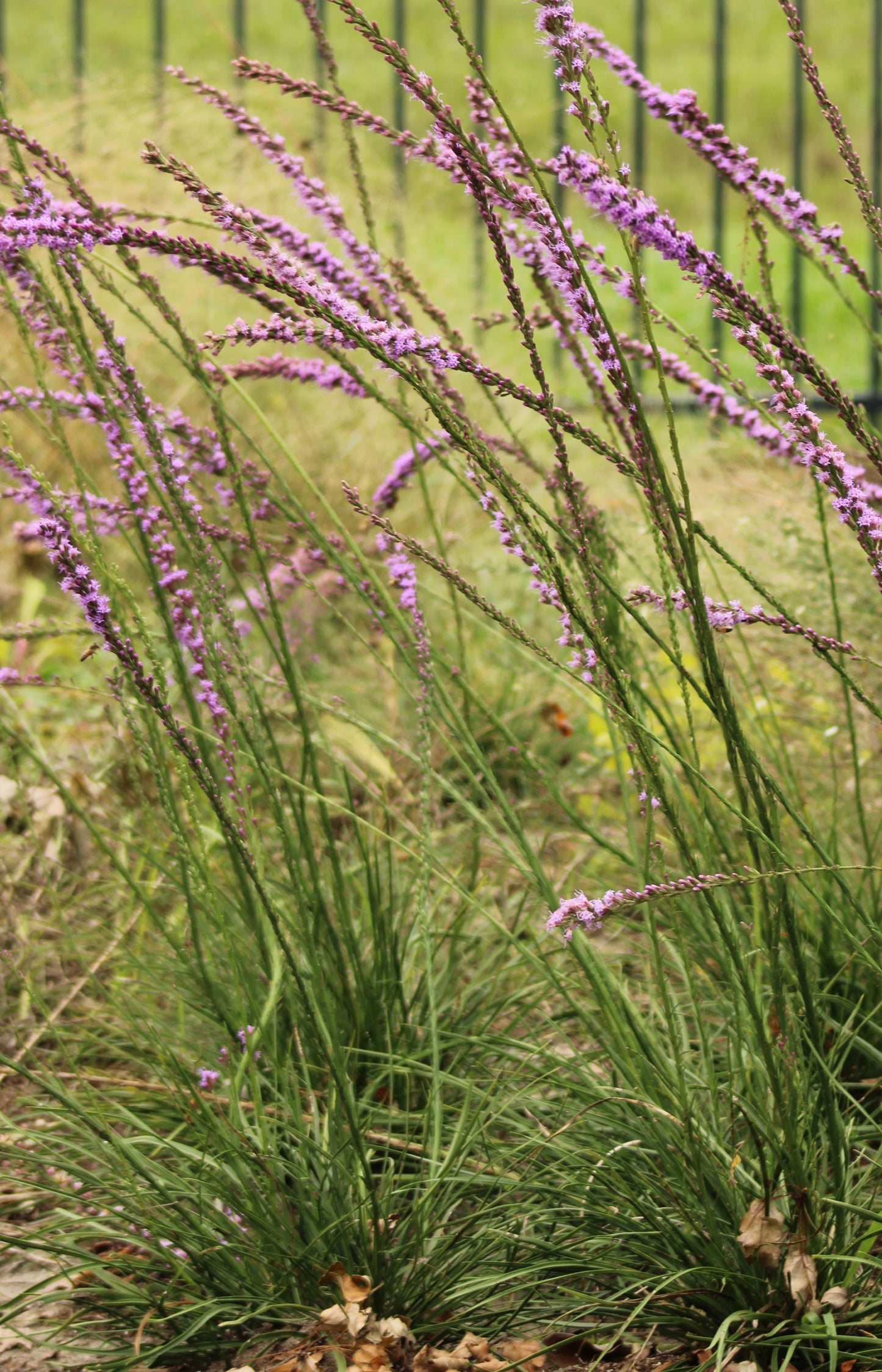 Liatris laevigata - Clusterleaf Blazing Star