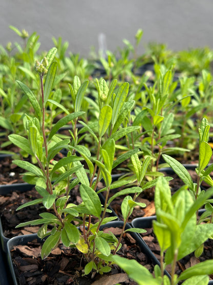 Crocanthemum corymbosum - Pinebarren frostweed