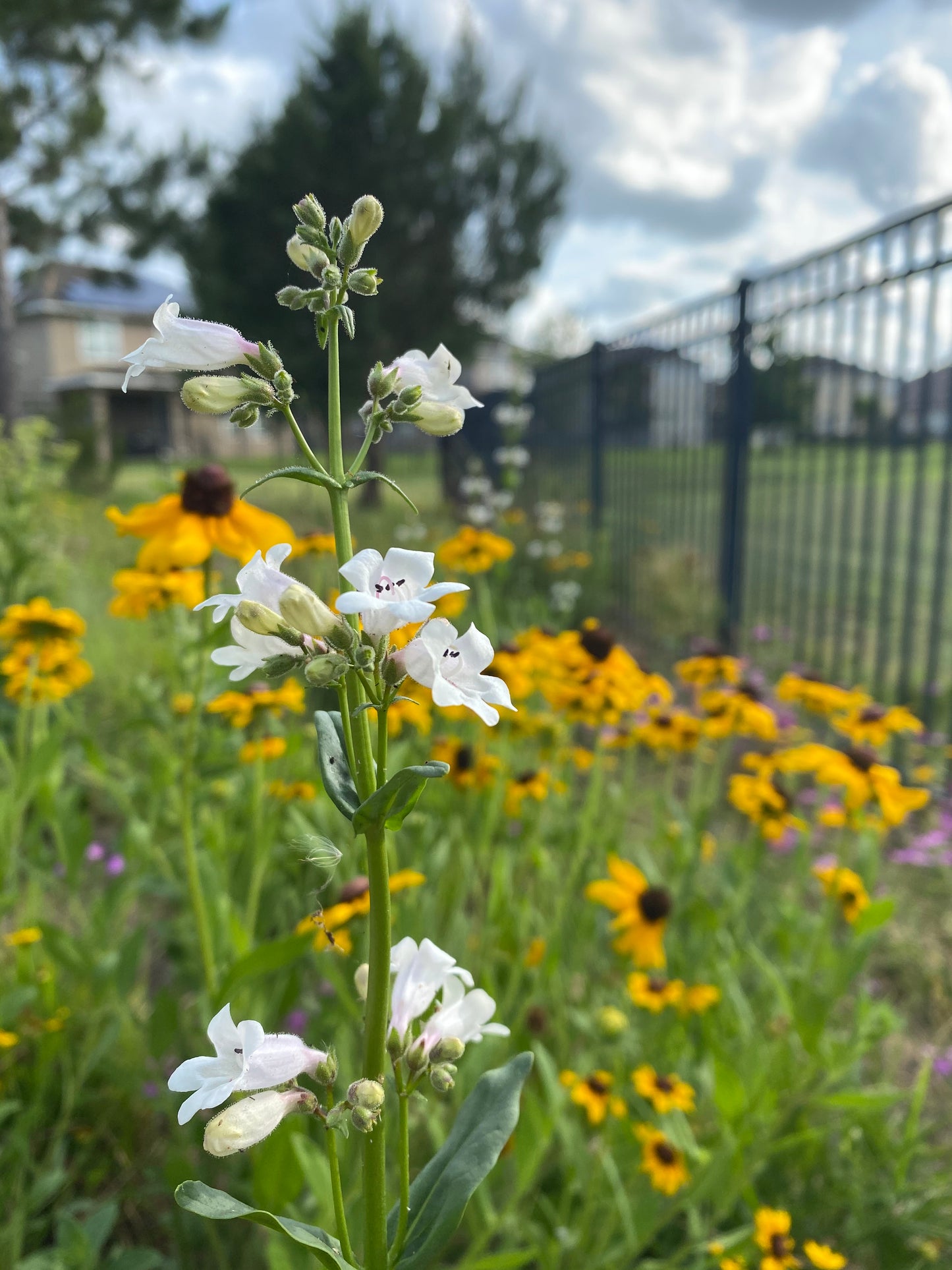 Penstemon multiflorus - Manyflower beardtongue