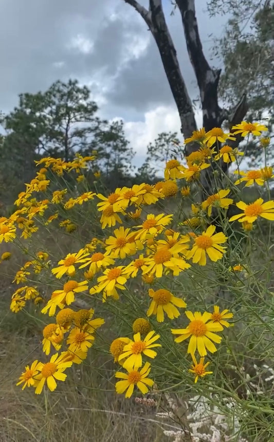 Balduina angustifolia - Coastal plain honeycomb head