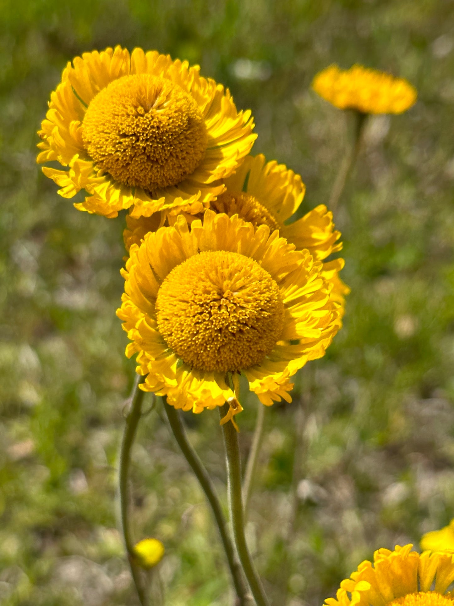 Helenium pinnatifidum - Southeastern
 sneezeweed