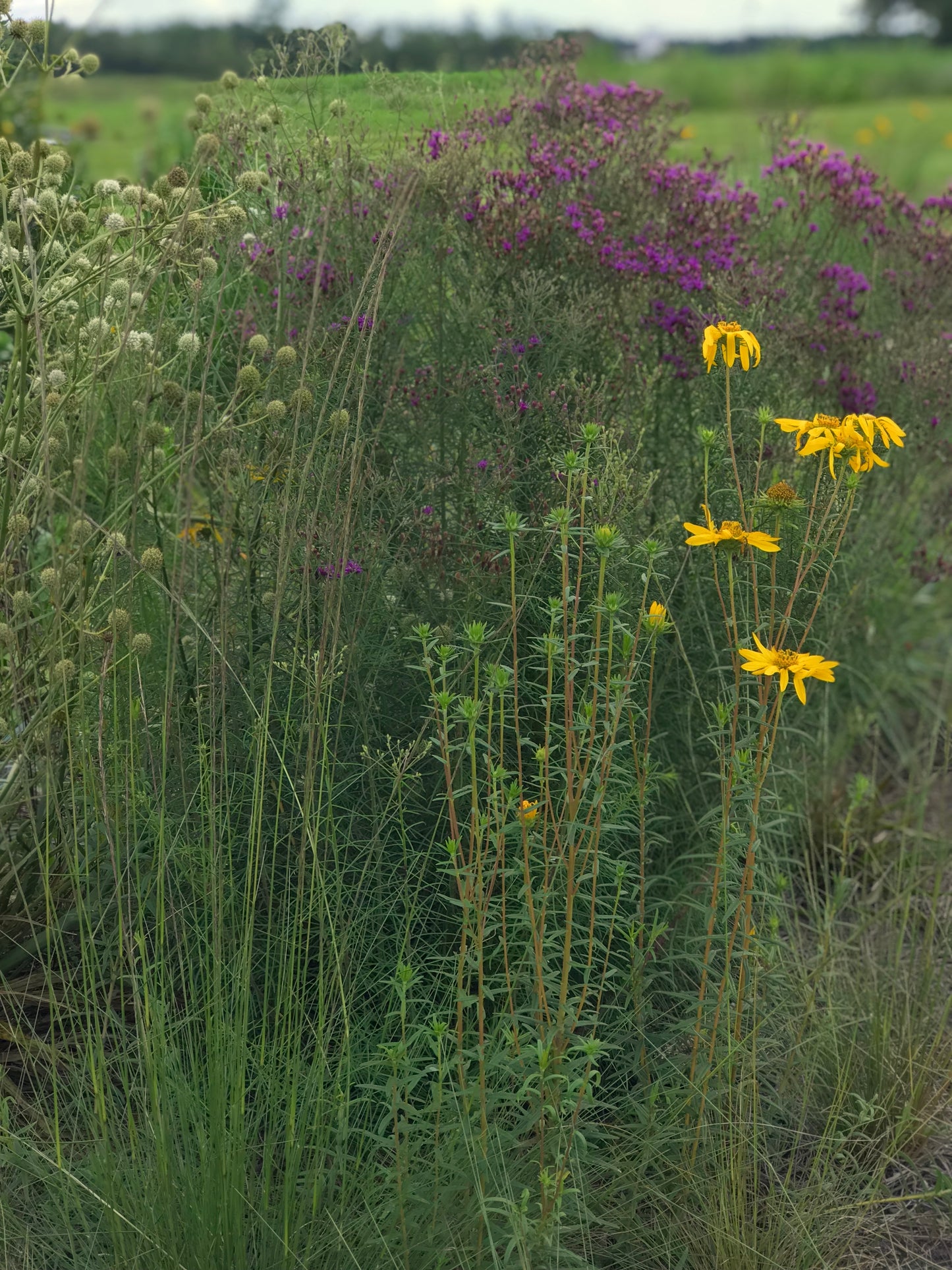 Vernonia angustifolia - Narrow leaf ironweed