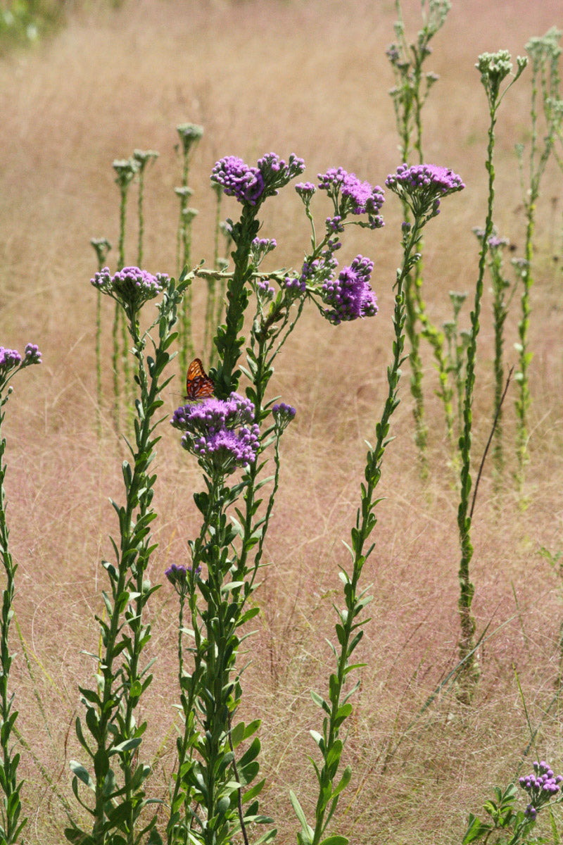 Carphephorus corymbosus - Florida paintbrush