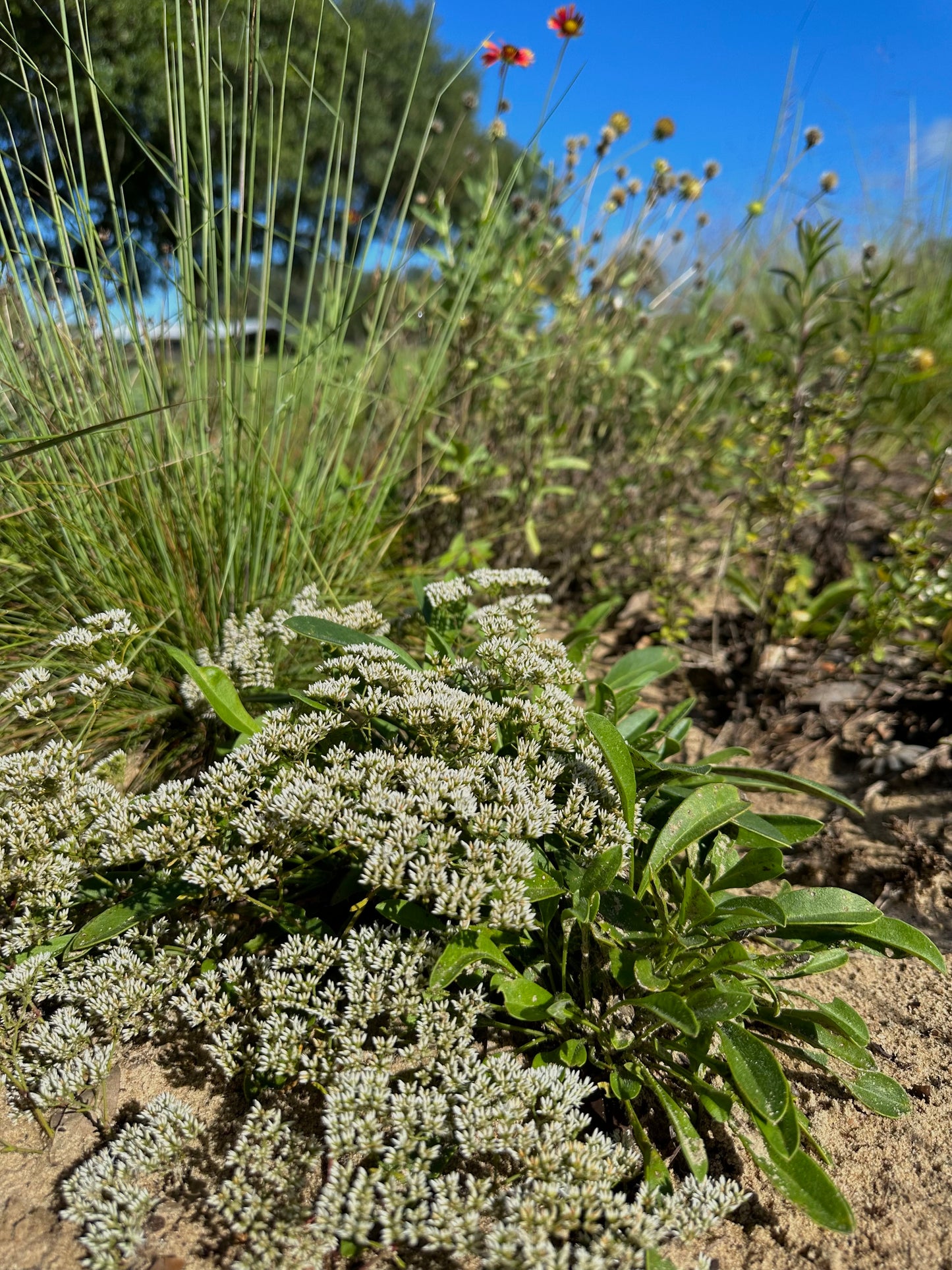 Paronychia rugelii - Sandsquares