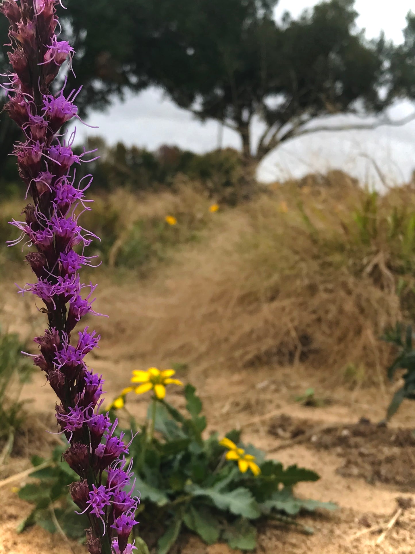 Liatris tenuifolia - Scrub blazing star