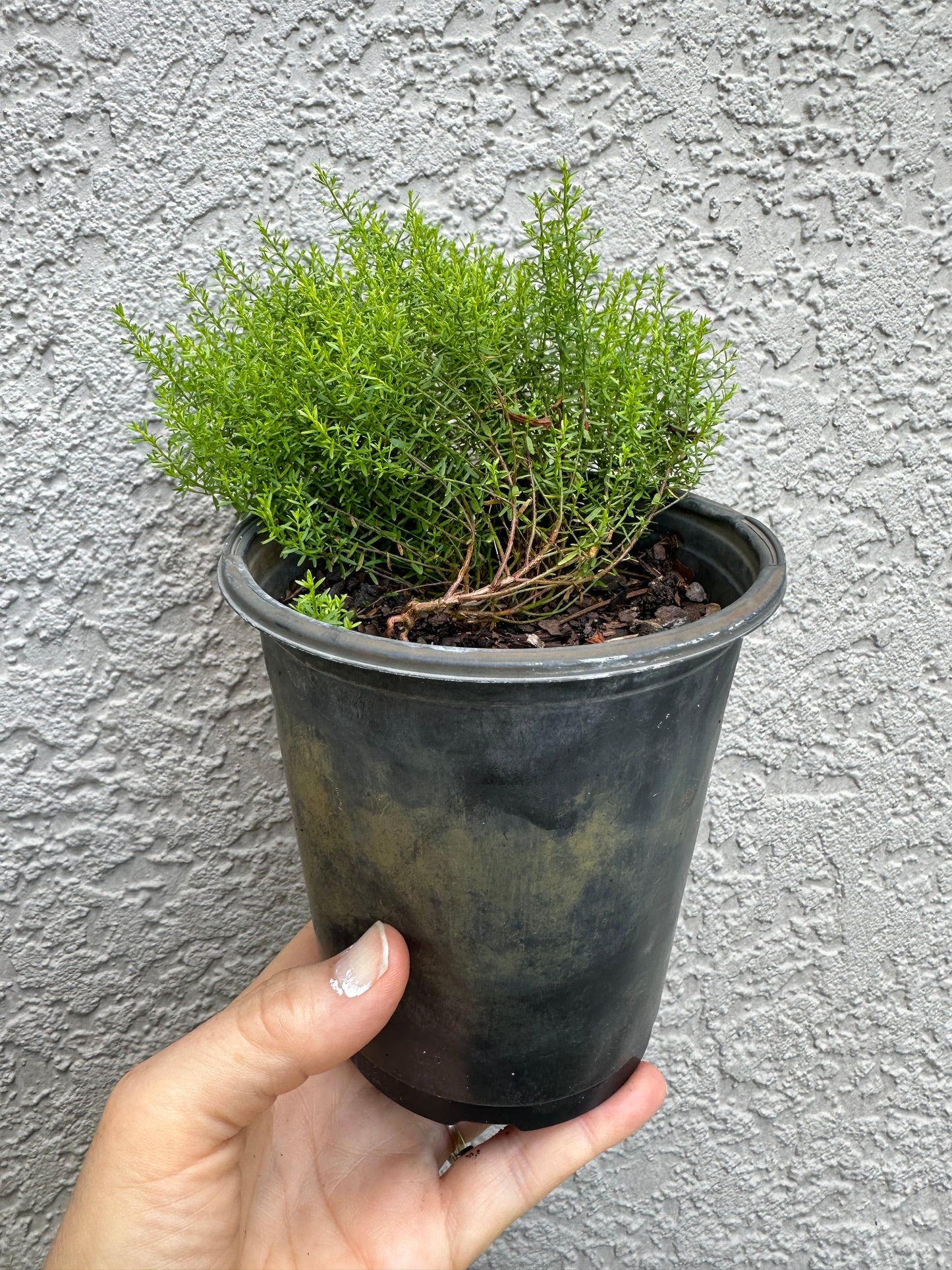 Lechea deckertii - Deckert’s pinweed