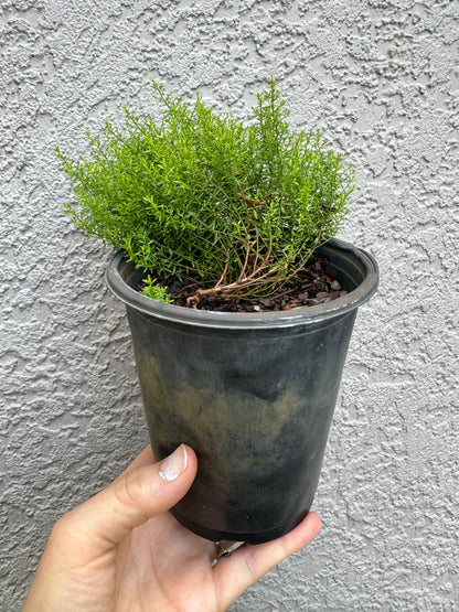 Lechea deckertii - Deckert’s pinweed