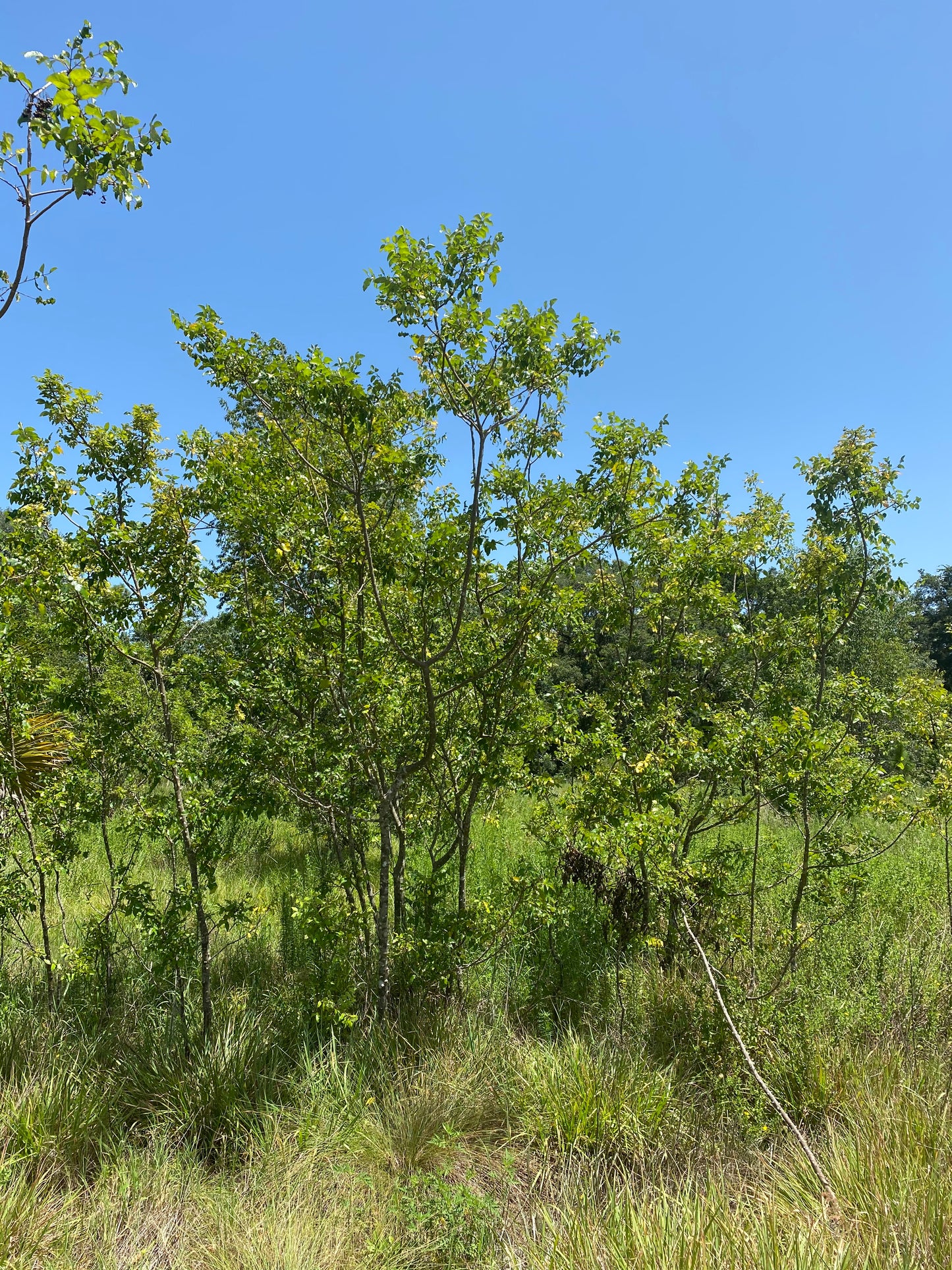 Zanthoxylum clava-herculis - Hercules Club