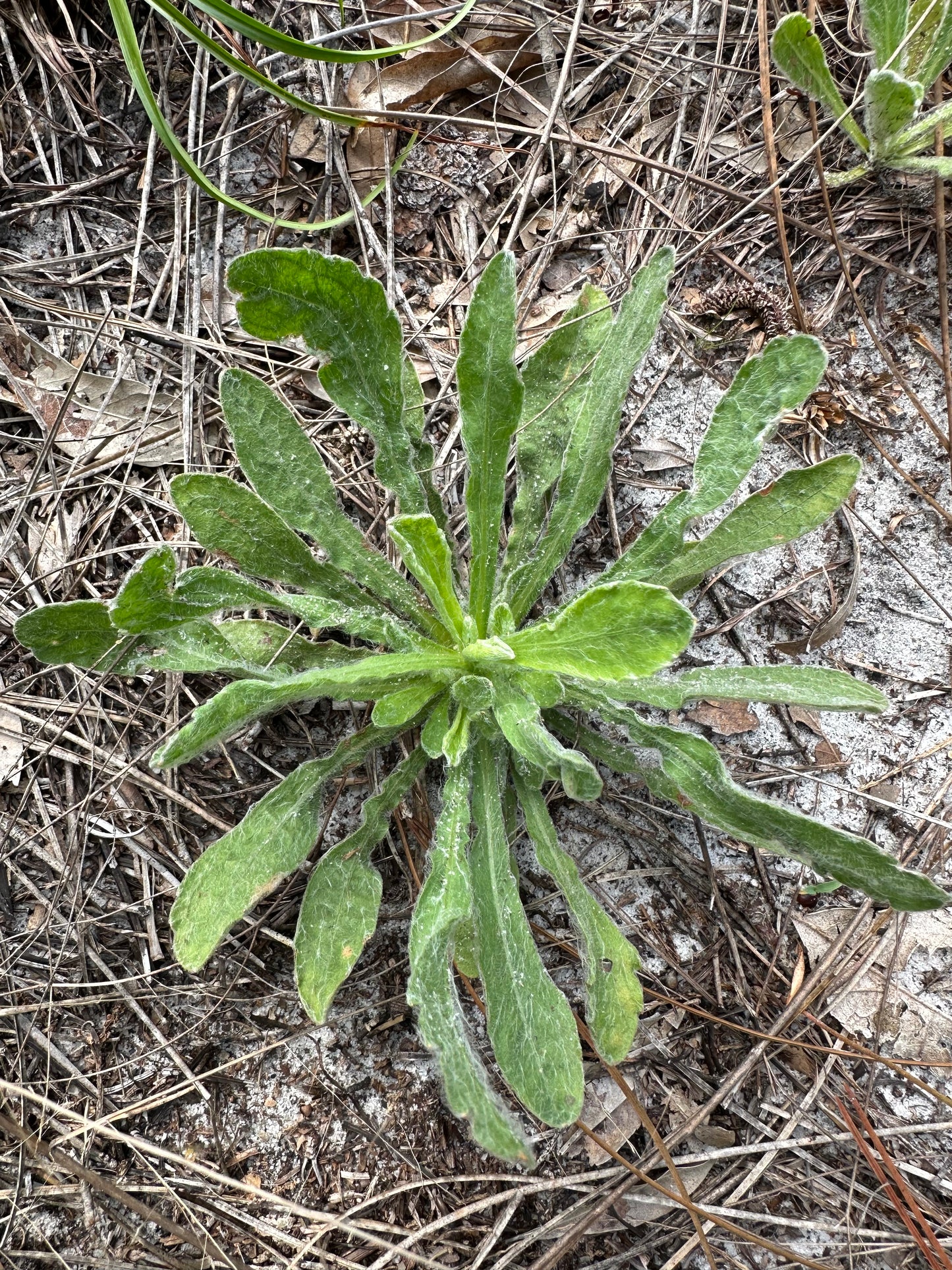 Chrysopsis subulata - Scrubland goldenaster