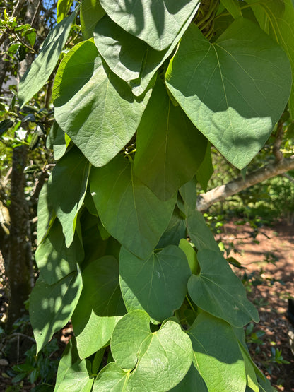 Aristolochia tomentosa - Wolly Dutchman's Pipevine
