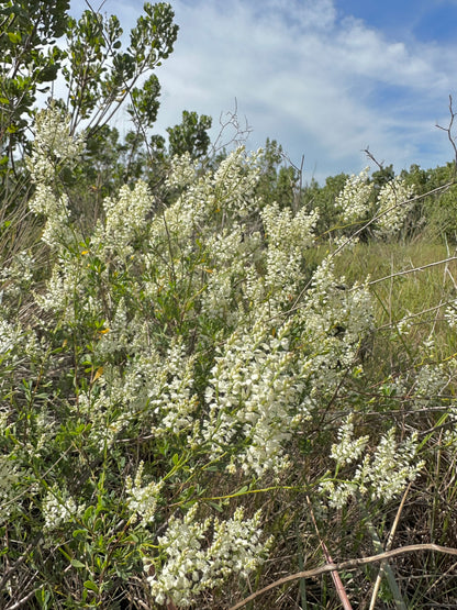 Polygonum polygamum - October flower