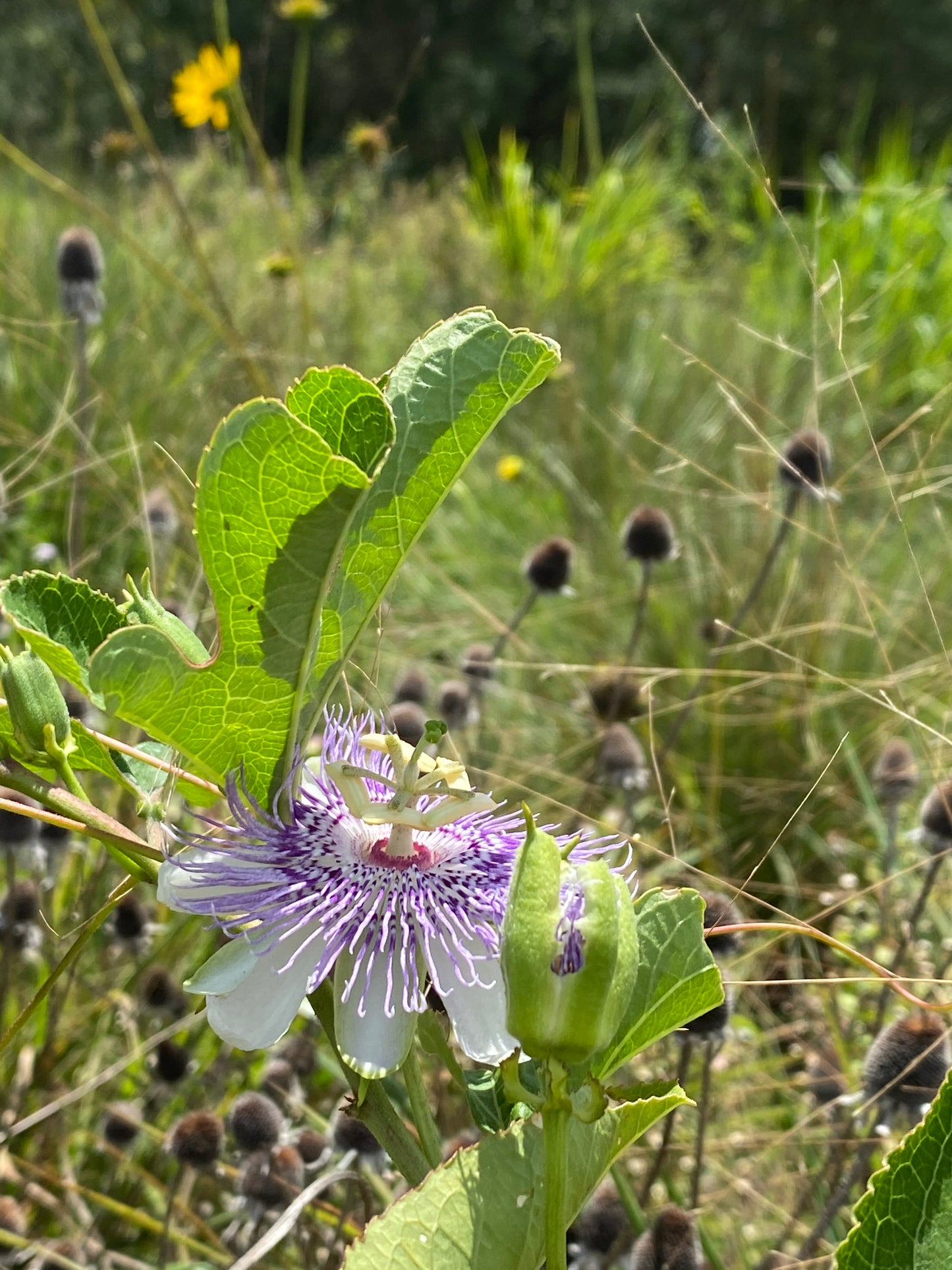 Passiflora incarnata - Passion flower vine