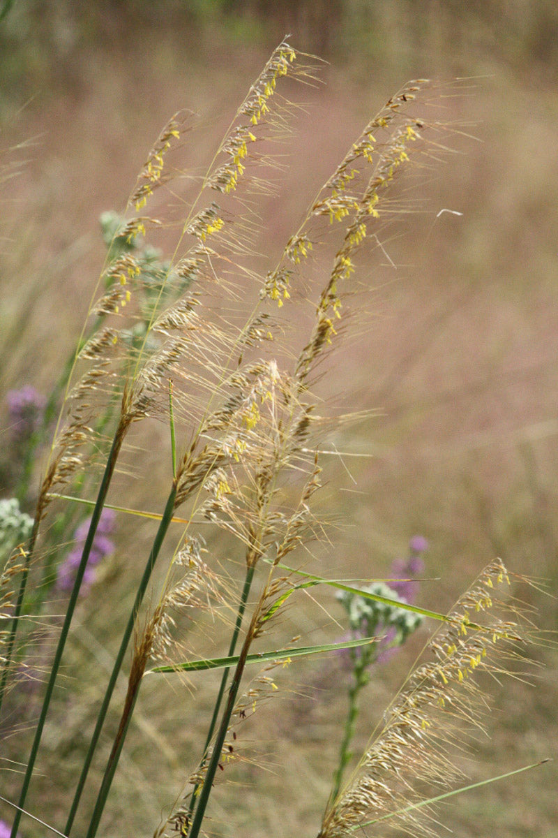 Sorghastrum secundum - Lopsided Indiangrass