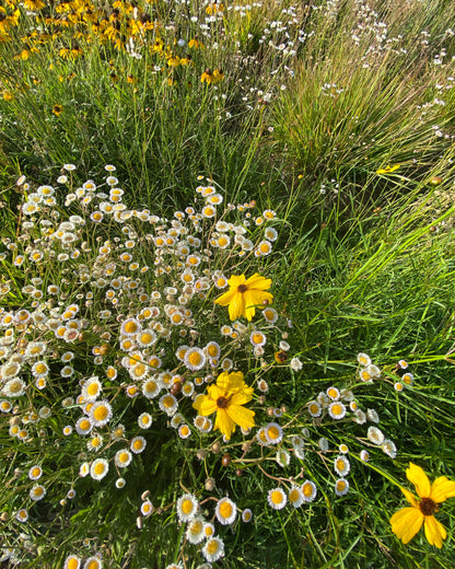 Coreopsis leavenworthii - Leavenworth’s tickseed