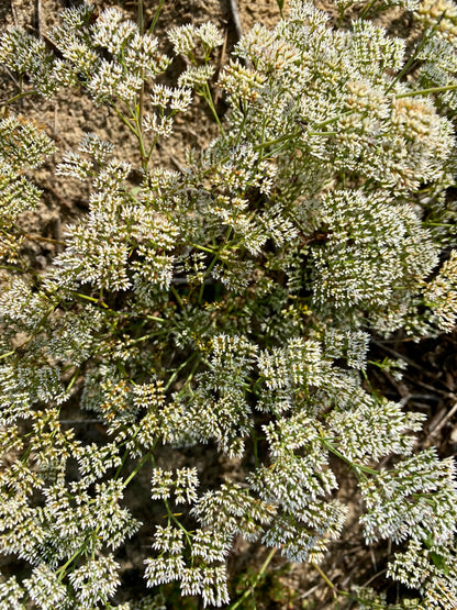 Paronychia rugelii - Sandsquares