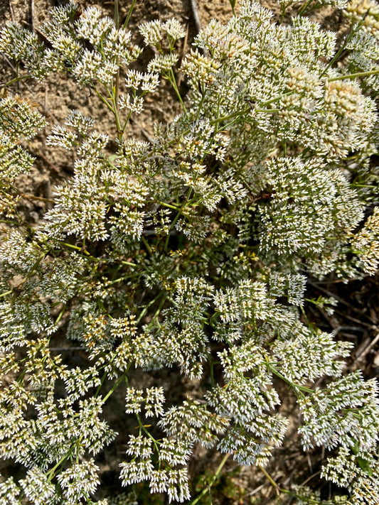 Paronychia rugelii - Sandsquares