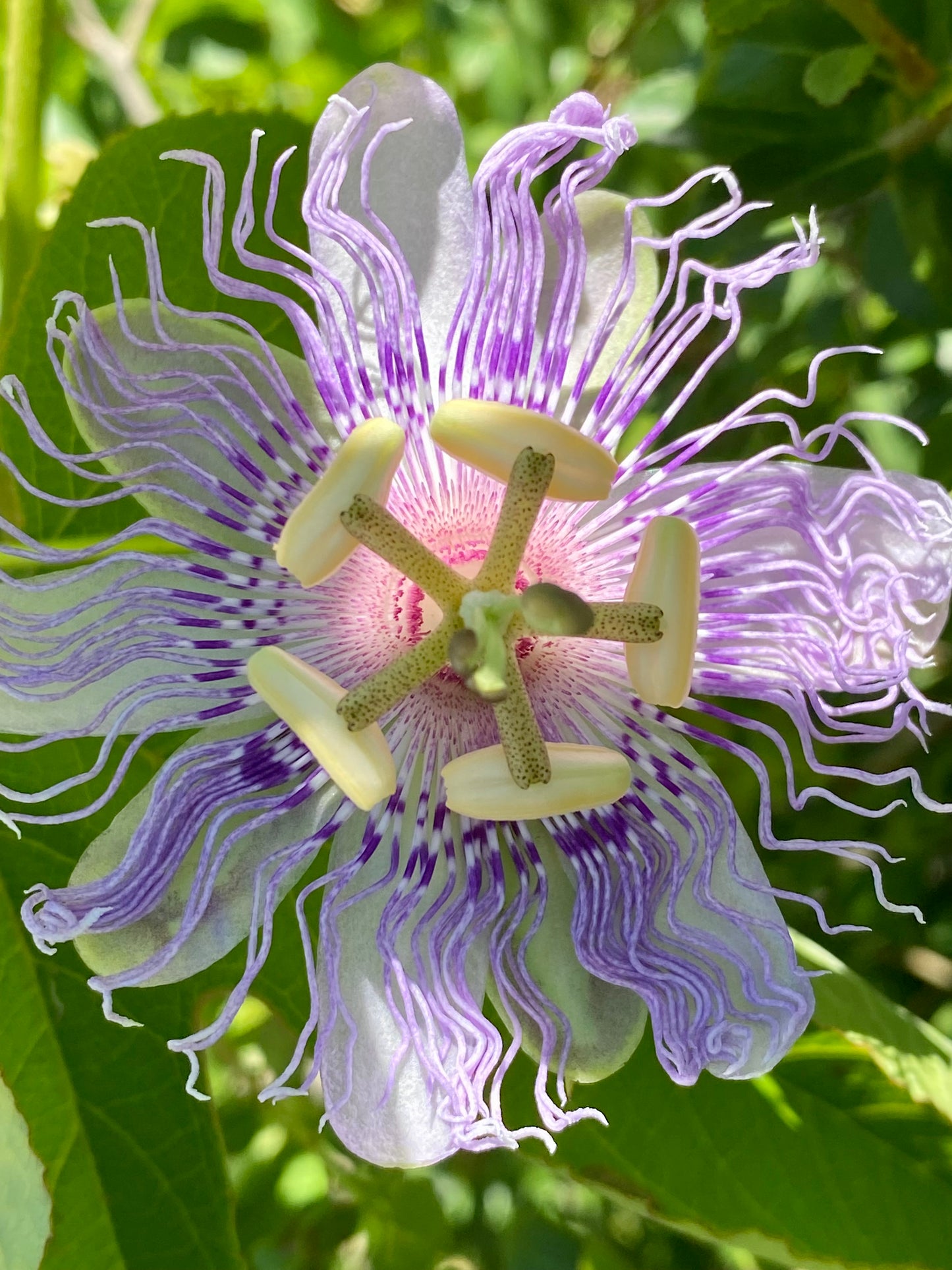 Passiflora incarnata - Passion flower vine