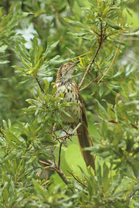 Myrica cerifera - Wax Myrtle