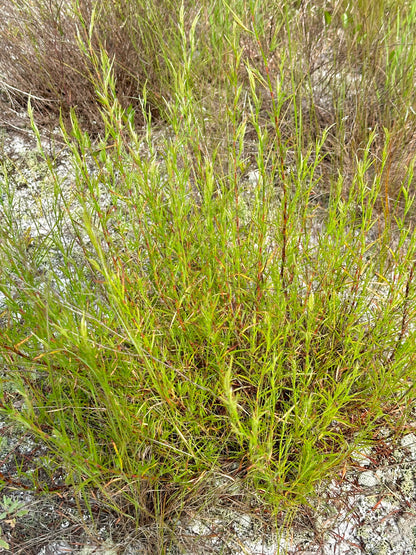 Polygonum nesomii - Sandhill wire-weed