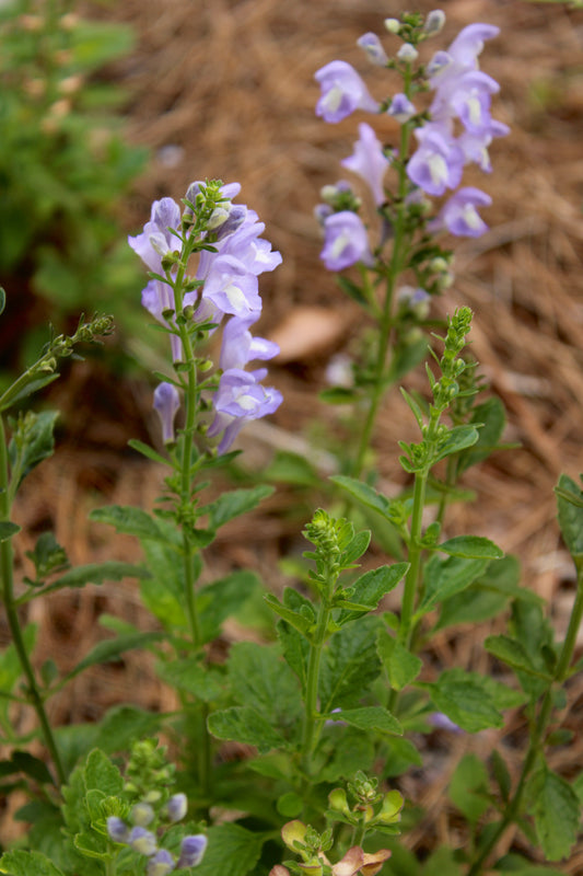 Scutellaria arenicola - Florida scrub skullcap