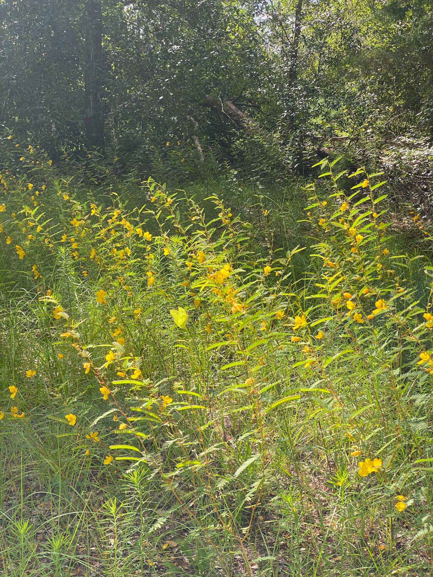 Chamaecrista fasciculata - Partridge pea