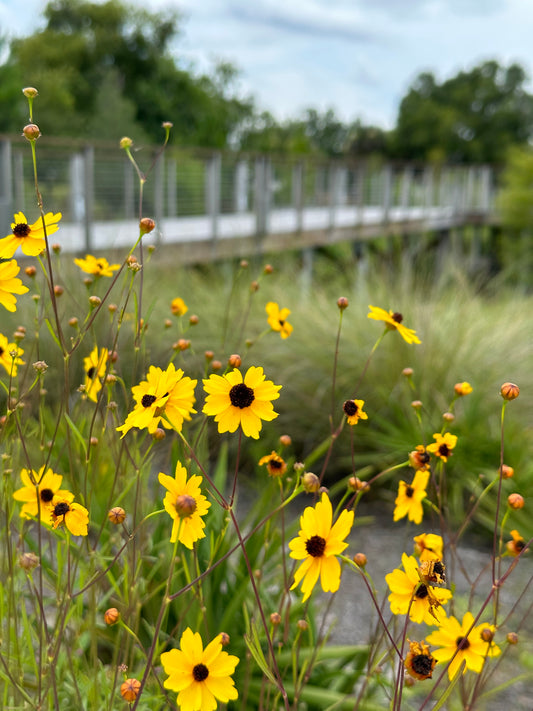 Coreopsis leavenworthii - Leavenworth’s tickseed